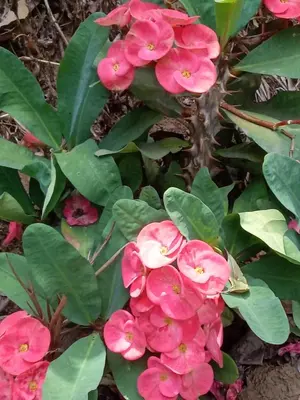 a bunch of pink flowers with green leaves at Vanilla coffee farm lodge campsite in Arusha