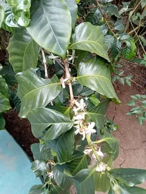 a plant with green leaves and white flowers at Vanilla coffee farm lodge campsite in Arusha