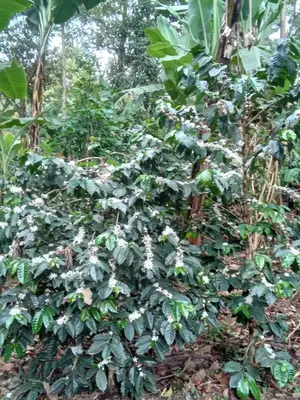 a plant with white flowers in a forest at Vanilla coffee farm lodge campsite in Arusha