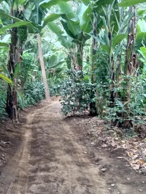 a dirt road in the middle of a banana plantation at Vanilla coffee farm lodge campsite in Arusha