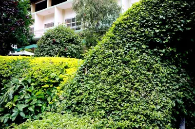 a large green hedge in front of a building at Equator Hotel in Arusha