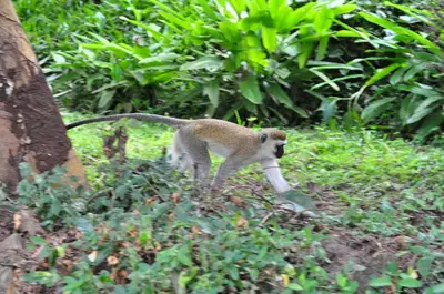 Gallery image of Karama Lodge in Arusha
