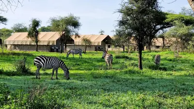 a group of zebras grazing in a field of grass at Africa Safari South Serengeti Ndutu Camping in Sinoni