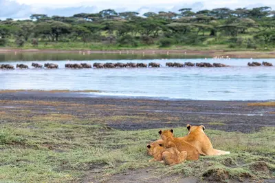 three lions laying on the grass near a body of water at Africa Safari South Serengeti Ndutu Camping in Sinoni
