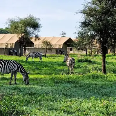 Africa Safari South Serengeti Ndutu Camping