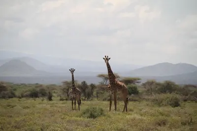 three giraffes standing in a field with mountains in the background at Kili View Maasai Lodge in Longido