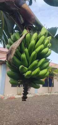 a bunch of green bananas hanging from a banana tree at Lambatini Homestays & Lodges in Arusha
