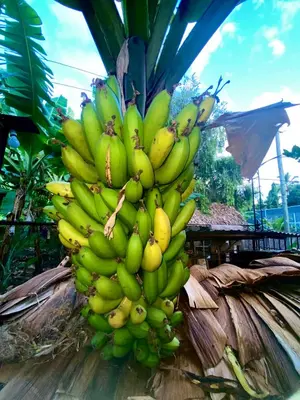a large bunch of bananas hanging from a tree at KijijiShamba in Mto wa Mbu