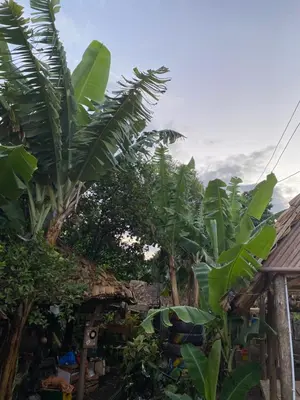 a group of banana trees in front of a house at KijijiShamba in Mto wa Mbu