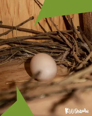 a bird nest with a white egg in it at KijijiShamba in Mto wa Mbu