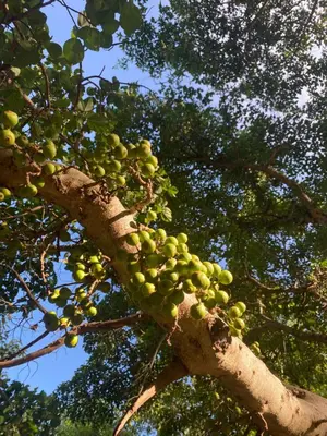 a bunch of green grapes on a tree at KijijiShamba in Mto wa Mbu