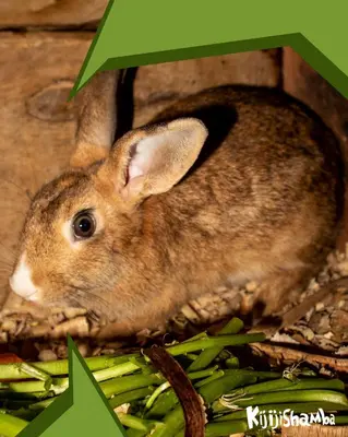 a brown rabbit sitting in a pile of green beans at KijijiShamba in Mto wa Mbu