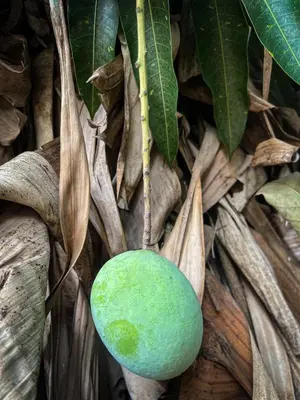 a green coconut hanging from a tree with leaves at KijijiShamba in Mto wa Mbu