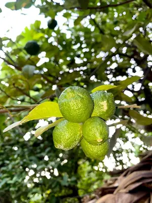 a bunch of green fruit hanging from a tree at KijijiShamba in Mto wa Mbu
