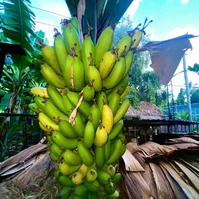 KijijiShamba