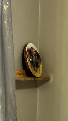a fruit sitting on a shelf on a wall at Kilimanjarosons homestay in Moshi