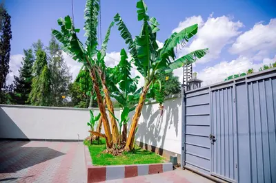 a palm tree in a yard next to a fence at Hadraj Moshono Apartment1 in Arusha