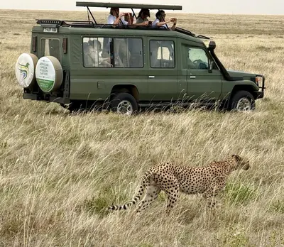 a cheetah walking in front of a green vehicle at Sia in Tuvaila