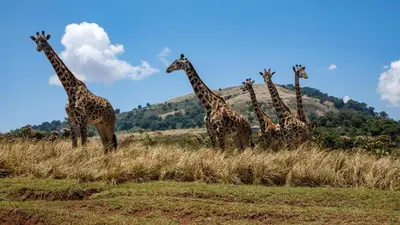 a group of giraffes standing in a field at Sia in Tuvaila