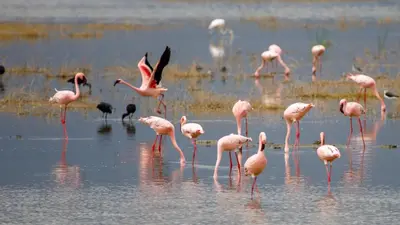 a flock of pink flamingos standing in the water at Sia in Tuvaila