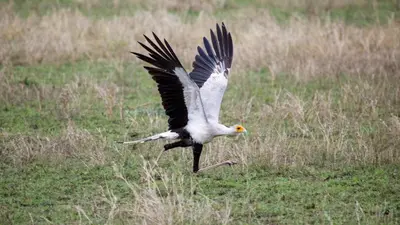 a bird flying in a field of grass at Sia in Tuvaila
