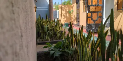 a group of plants in front of a building at Arusha Sunbird Lodge in Arusha