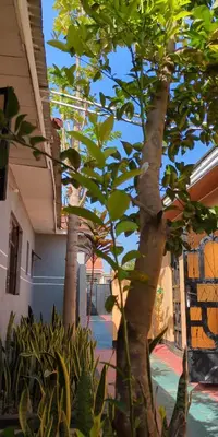 a group of trees in a courtyard with a building at Arusha Sunbird Lodge in Arusha