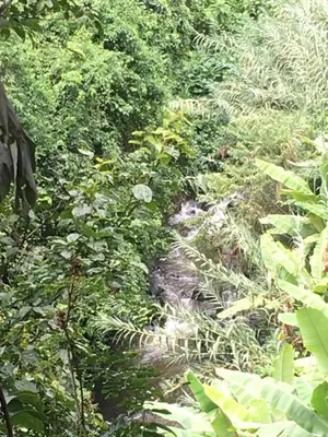 a dirt path through a lush green forest at Humphrey home stay in Arusha