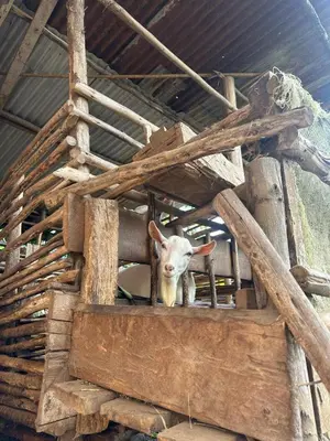a goat standing inside of a wooden structure at Mai Kilimanjaro Home Stay in Moshi