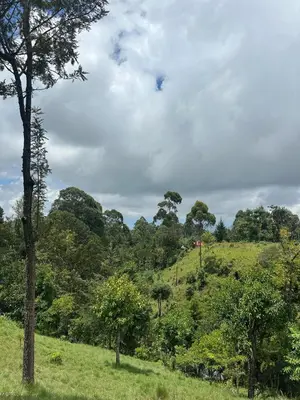 a grassy hill with trees on the side of it at Mai Kilimanjaro Home Stay in Moshi