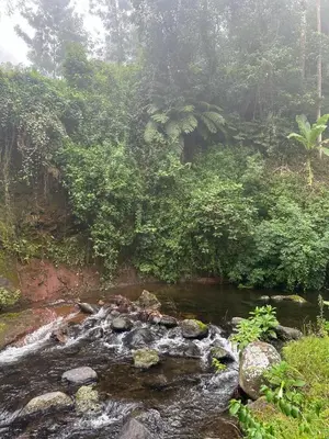 a stream in the middle of a forest at Mai Kilimanjaro Home Stay in Moshi