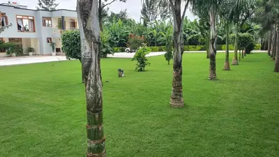 a row of palm trees in a field of grass at Asante Karibu House in Arusha