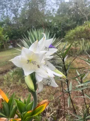 a group of white flowers on a plant at Lively Cottages Momella,Main House in Usa River