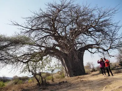 two people standing next to a tree on a dirt road at Msovi House in Arusha