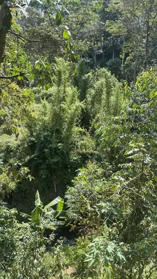a forest filled with lots of plants and trees at Makahawani Farmhouse in Arusha