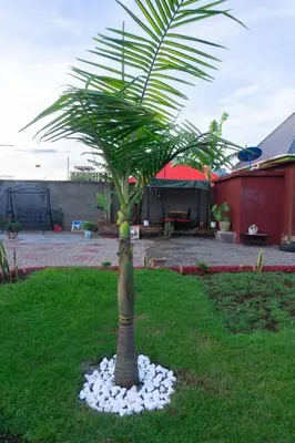 a palm tree in the middle of a yard at Rosemo villa in Nduruma Chini