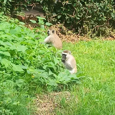 two monkeys sitting in a field of grass at Nyani's hub in Moshi