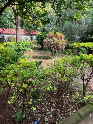 a garden with trees and bushes and a sidewalk at Nyani's hub in Moshi