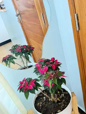 two potted plants are sitting on a shelf at Amaroz House in Nkunjila