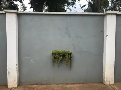 a white wall with a plant on it at Kitonga Escape in Msaranga