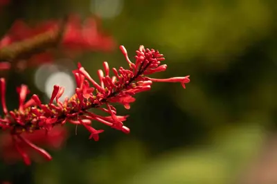 a close up of a red flower at The Hidden Valley Lodge in Arusha
