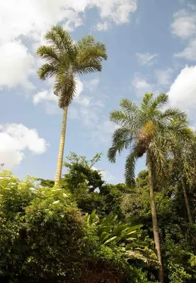 two palm trees on top of a hill with bushes at The Hidden Valley Lodge in Arusha
