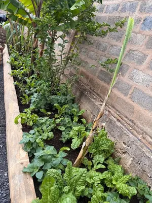 a garden with lettuce and plants on a brick sidewalk at Baraka Home in Arusha