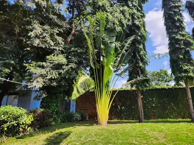 a palm tree in the yard of a house at Garden Inn Eco Stay in Msaranga