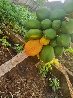 a bunch of green fruit on a wooden stick at Apollo Villa homestay in Arusha