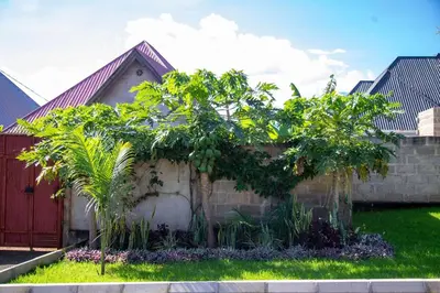 a house with some trees in the yard at Apollo Villa homestay in Arusha