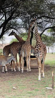 a group of giraffes standing under a tree at Mount Meru Baraka House