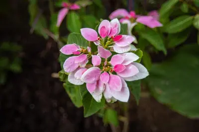 a bunch of pink flowers on a plant at Simba homes in Arusha