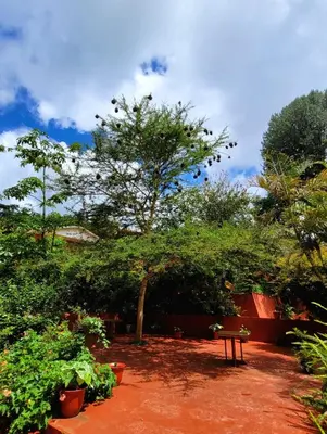 a park with a bench and a tree and bushes at Babylon Lodge in Marangu