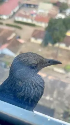 a blue bird sitting on the ledge of a window at Tai Africa Apartment in Arusha